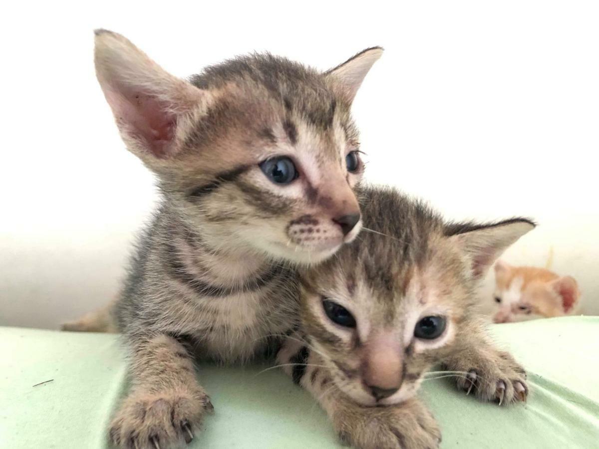 הוסטל סבו Cat Japanese Only At Uh Huh House מראה חיצוני תמונה