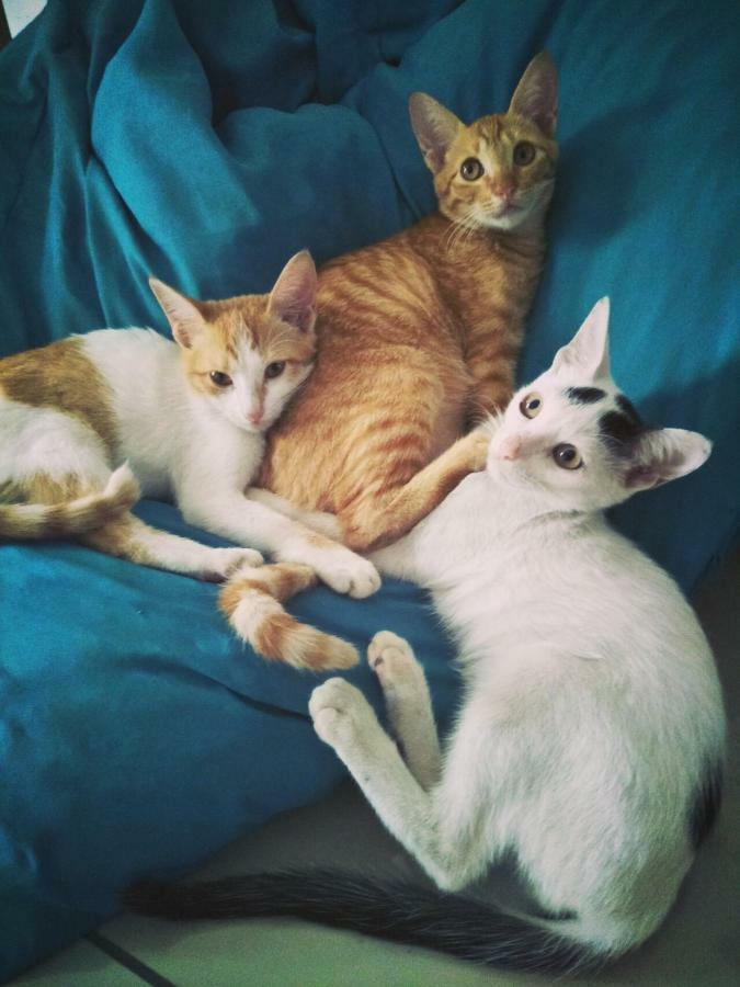 הוסטל סבו Cat Japanese Only At Uh Huh House מראה חיצוני תמונה